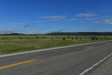 Trip to Yellowstone National Park USA
