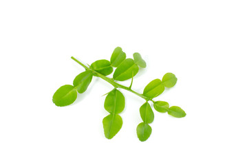 kaffir lime leaf isolate on white background