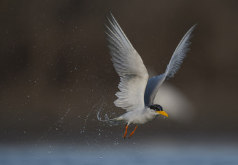 The River tern
