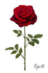 Beautiful red rose Isolated on white background. - obrazy, fototapety, plakaty