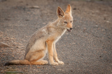 Black Backed Jackal