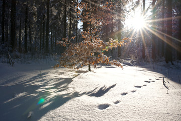 Winterlandschaft mit Sonne scheint durch die Bäume, Spuren im Schnee 3 - obrazy, fototapety, plakaty