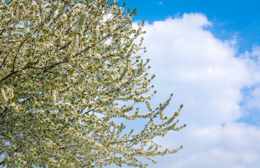 Cherry tree blossom against a cloudy blue sky in springtime