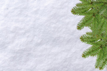 Christmas pine tree and snow surface white background on a bright cold morning day