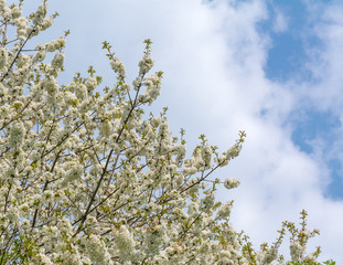 Cherry tree blossom against a cloudy blue sky in springtime