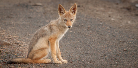 Black Backed Jackal