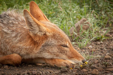 Black Backed Jackal