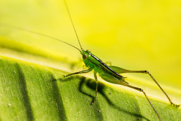 Green grasshopper on banana leaf