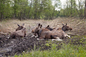 несколько лосей отдыхает в лесу