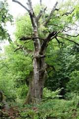 Urwald an der Sababurg