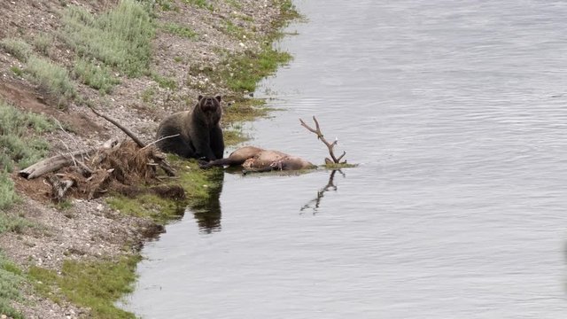 a grizzly bear at an elk carcass smells the air in hayden valley at yellowstone national park, usa