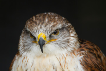 Photo portrait of a Ferruginous hawk