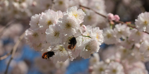 Busy bees on cherry tree