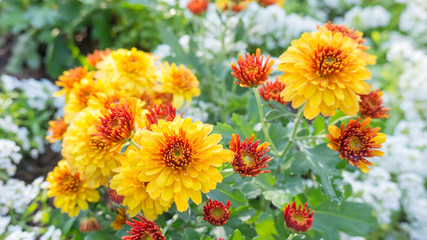 Orange and yellow Chrysanthemum flowers in a garden.