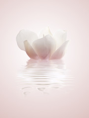 magnolia blanca sobre el agua