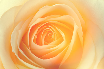 macro de una rosa amarilla © NGEL