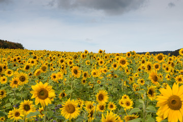 Obraz premium Sonnenblumen