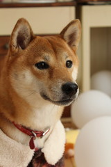 shiba inu yuzu