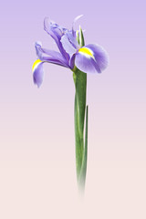 iris morado  en fondo morado