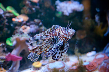 рыба крылатка плавает в аквариуме