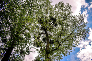 himmel und baum