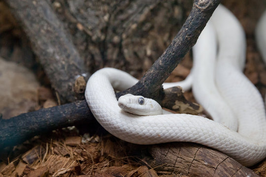 белая змея в террариуме