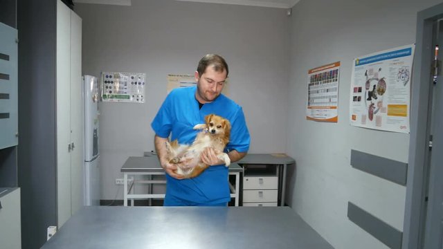 vet takes dog to the office for examination