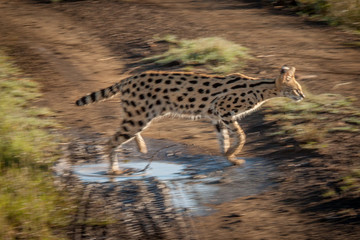 Serval and his spots