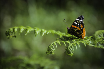 Farfalla Vulcano