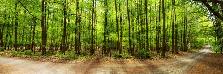 Sun shines through the green deciduous trees in the forest, panoramic landscape shot