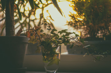 Pflanzen auf der Fensterbank im Abendlicht Sonnenuntergang