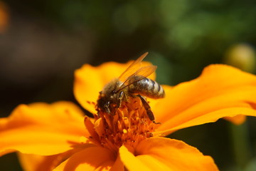 Biene mit Pollen