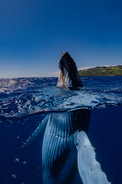 baleine mi eau mi air