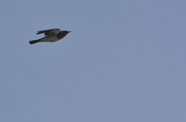 Naumann's Thrush  (Turdus naumanni)