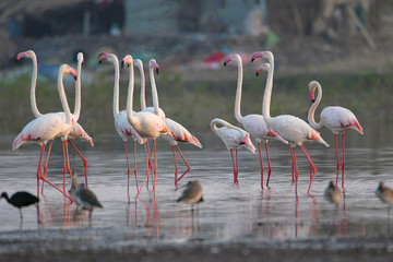 Flock of Greater Flamingos, Phoenicopterus roseus, Ujjani Dam backwaters, Bhigwan, Maharashtra
