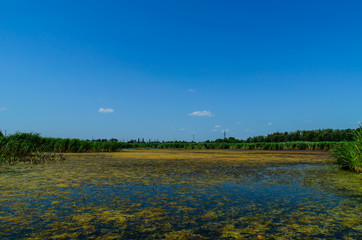 Fototapeta premium Green algae on surface of the lake