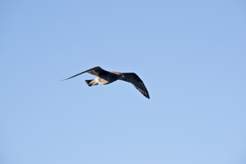 juvenile pacific gull