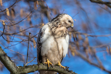 bussard
