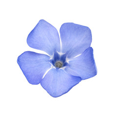 blue wild spring primrose periwinkle flower isolated on white ba