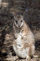a tammar wallaby