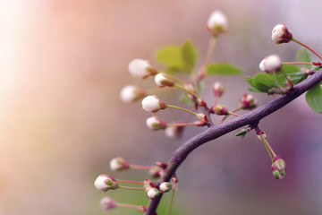 blossoming white flowers and buds, spring time toned image