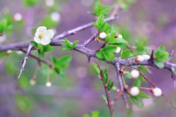 spring time blossoming white flowers and buds