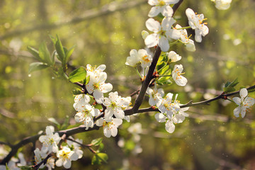 spring time blossoming fruit tree