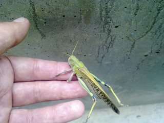 Locusts on the man's hand. orthopteran insect.