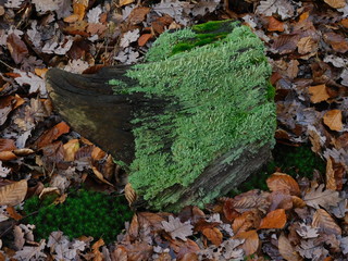Mit Flechten und Moosen besiedeltes Totoholz
