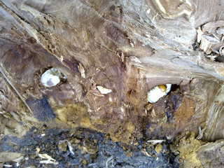 Larva of a bark beetle in a rotten stump.