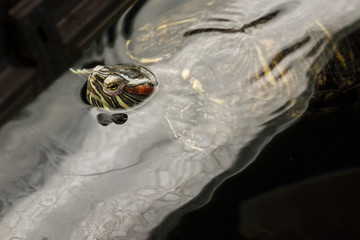 A peeking turtle in the water surface.