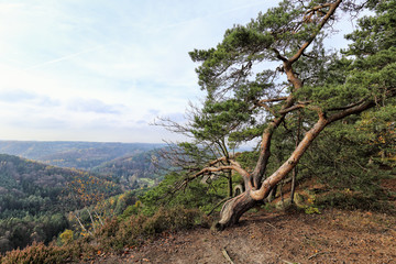 Fototapeta na wymiar Large cloping pine tree on the edge of gorge