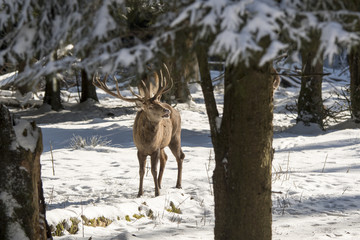 Fototapeta premium Rothirsch flehmen