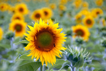 Vaucluse, champs de tournesols, Luberon, Provence